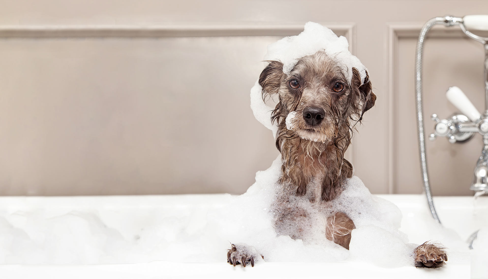 Grooming Salon PawFriends